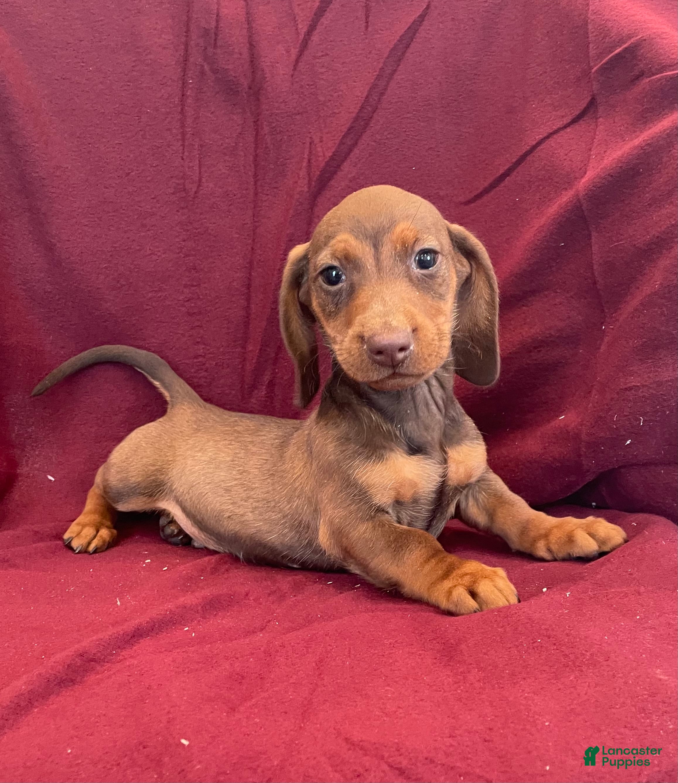 Miniature Dachshund dogs Davy - Ad 15