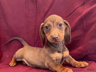 Miniature Dachshund dogs Davy - Ad 8