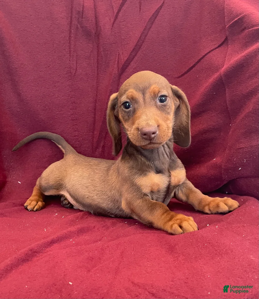 Miniature Dachshund dogs for sale: Davy - Ad 17