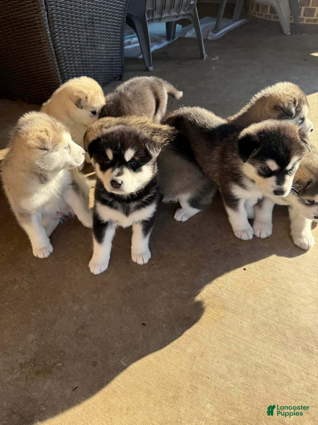 Alaskan Malamute dogs for sale: Alaskan Malamute Puppy 6 - Ad 15