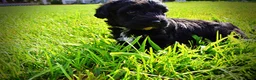 Havapoo dogs for sale: Harmony - Ad 19