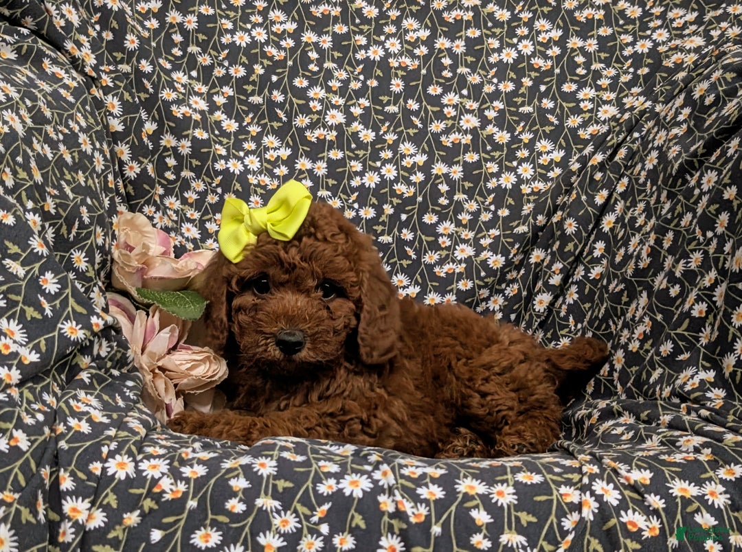 Miniature Poodle dogs for sale: Wanda - Ad 4