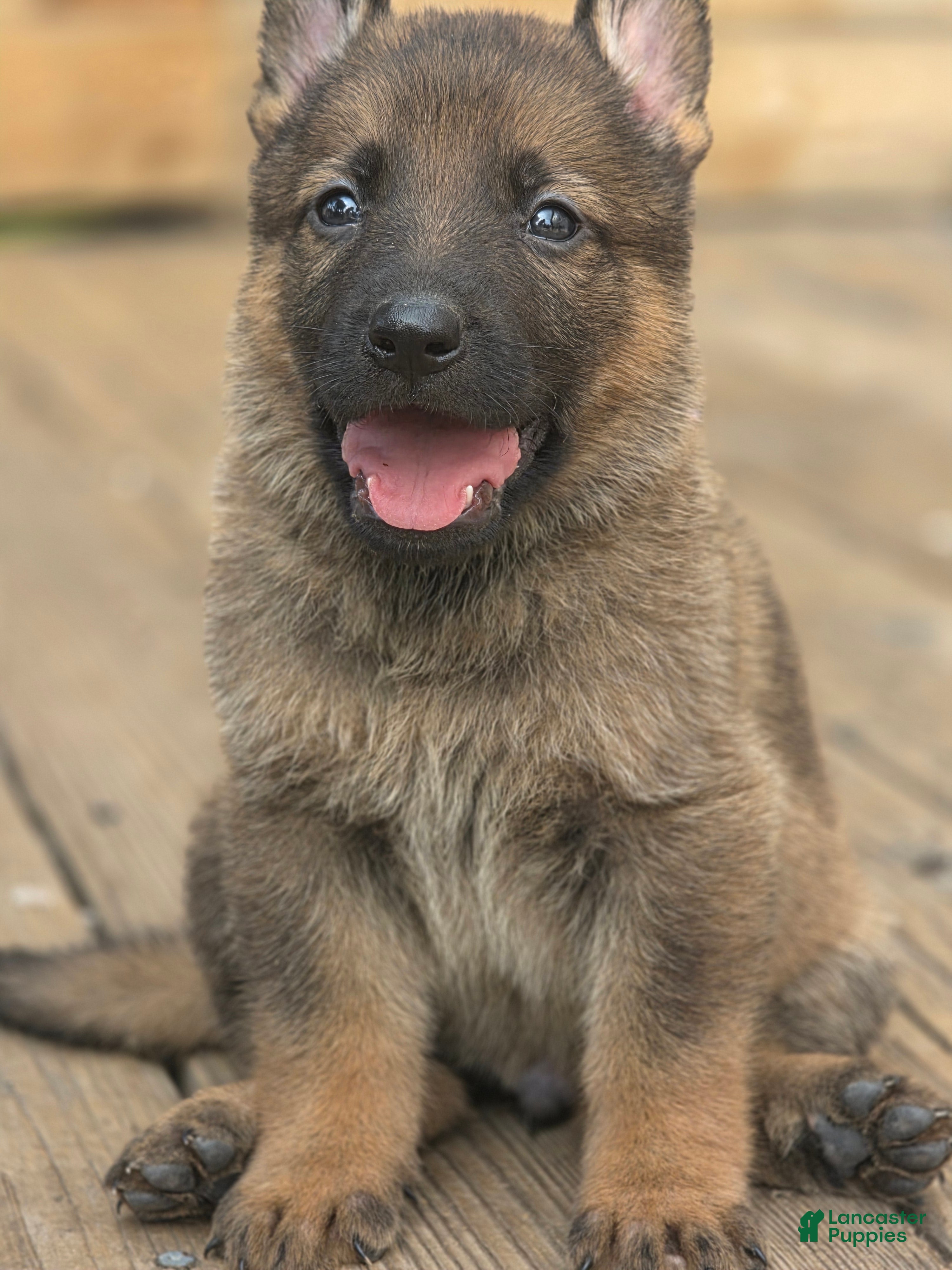 German Shepherd dogs Boy (Green) - Ad 1