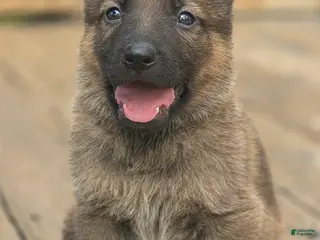 German Shepherd dogs Boy (Green) - Ad 2