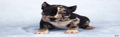 Black Tri Merle Split Face Female