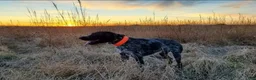 German Wirehaired Pointer dogs for sale: German Wirehaired Pointer Puppy 6 - Ad 20