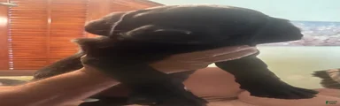 Labrador Retriever 4