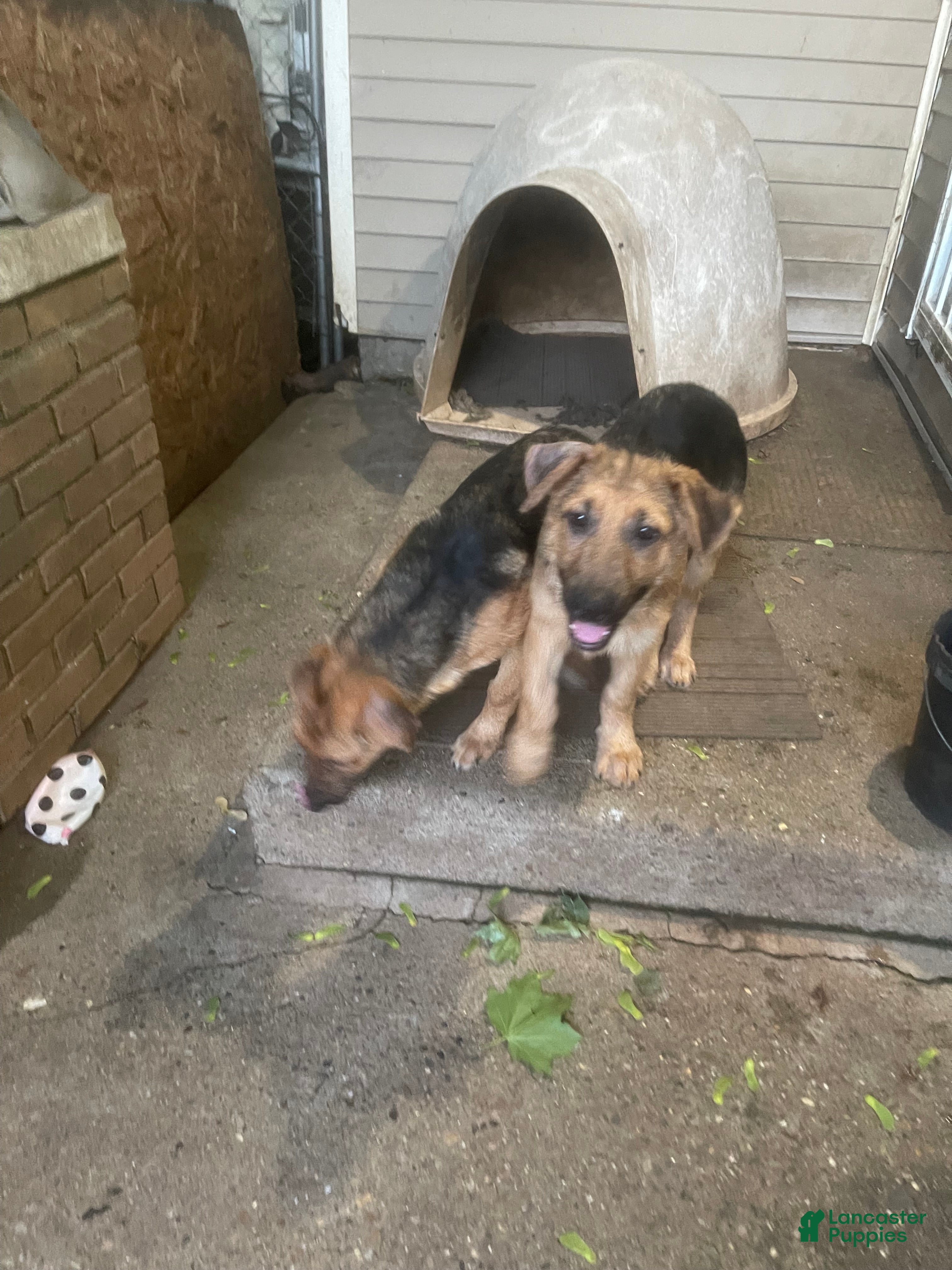German Shepherd dogs Frack - Ad 2