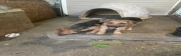 German Shepherd dogs for sale: Frack - Ad 2