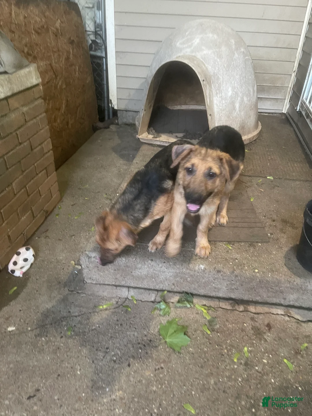 German Shepherd dogs for sale: Frack - Ad 2