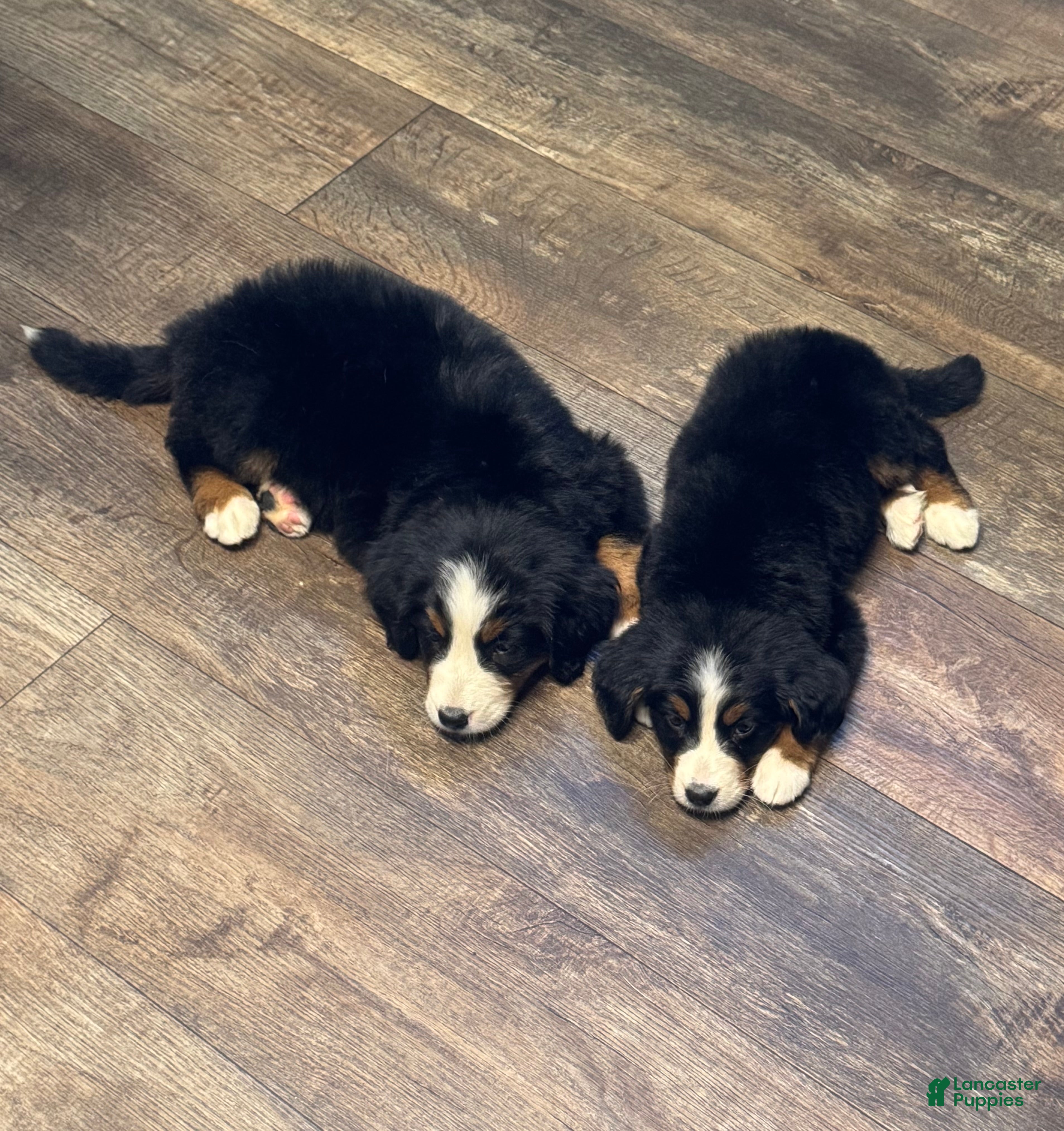 Bernese Mountain Dog dogs for sale: Stella - Ad 4