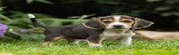 Beagle dogs for sale: Melody - Ad 3