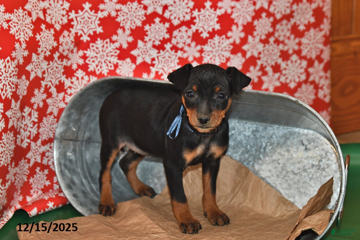 Miniature Pinscher dogs Utah - Ad 6