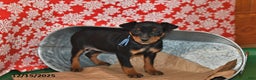 Miniature Pinscher dogs for sale: Utah - Ad 1