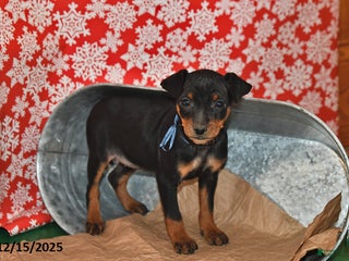 Miniature Pinscher dogs Utah - Ad 8