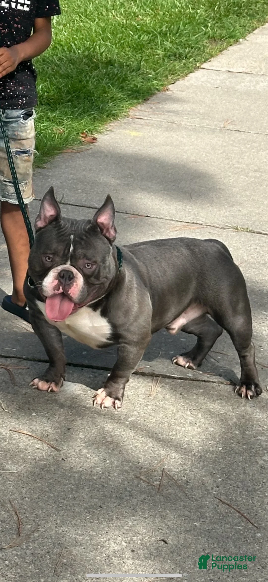 American Bully dogs for sale: American Bully 4 - Ad 3
