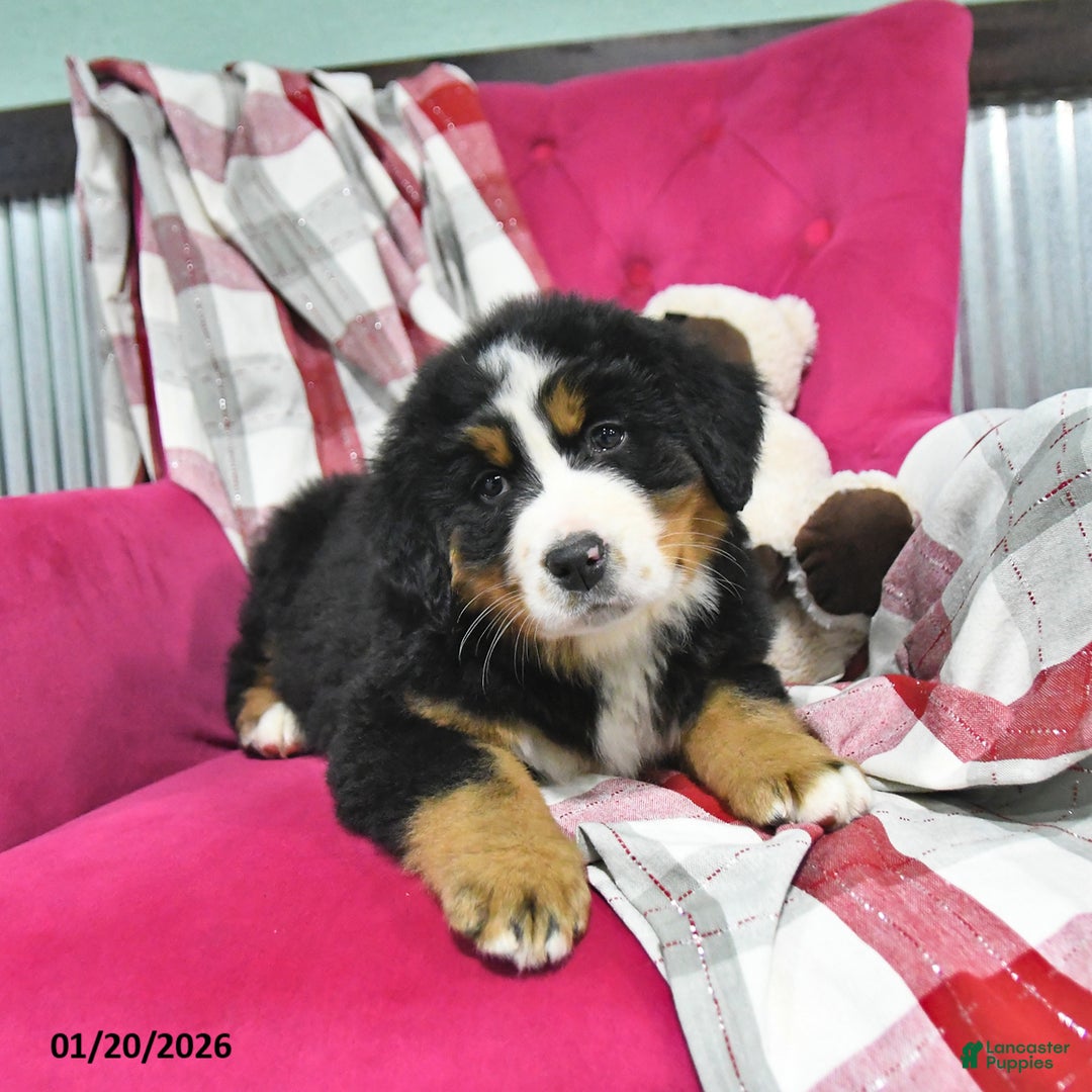 Bernese Mountain Dog dogs for sale: Jasper  - Ad 2