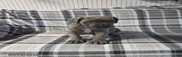 Cane Corso dogs for sale: Duke - Ad 10