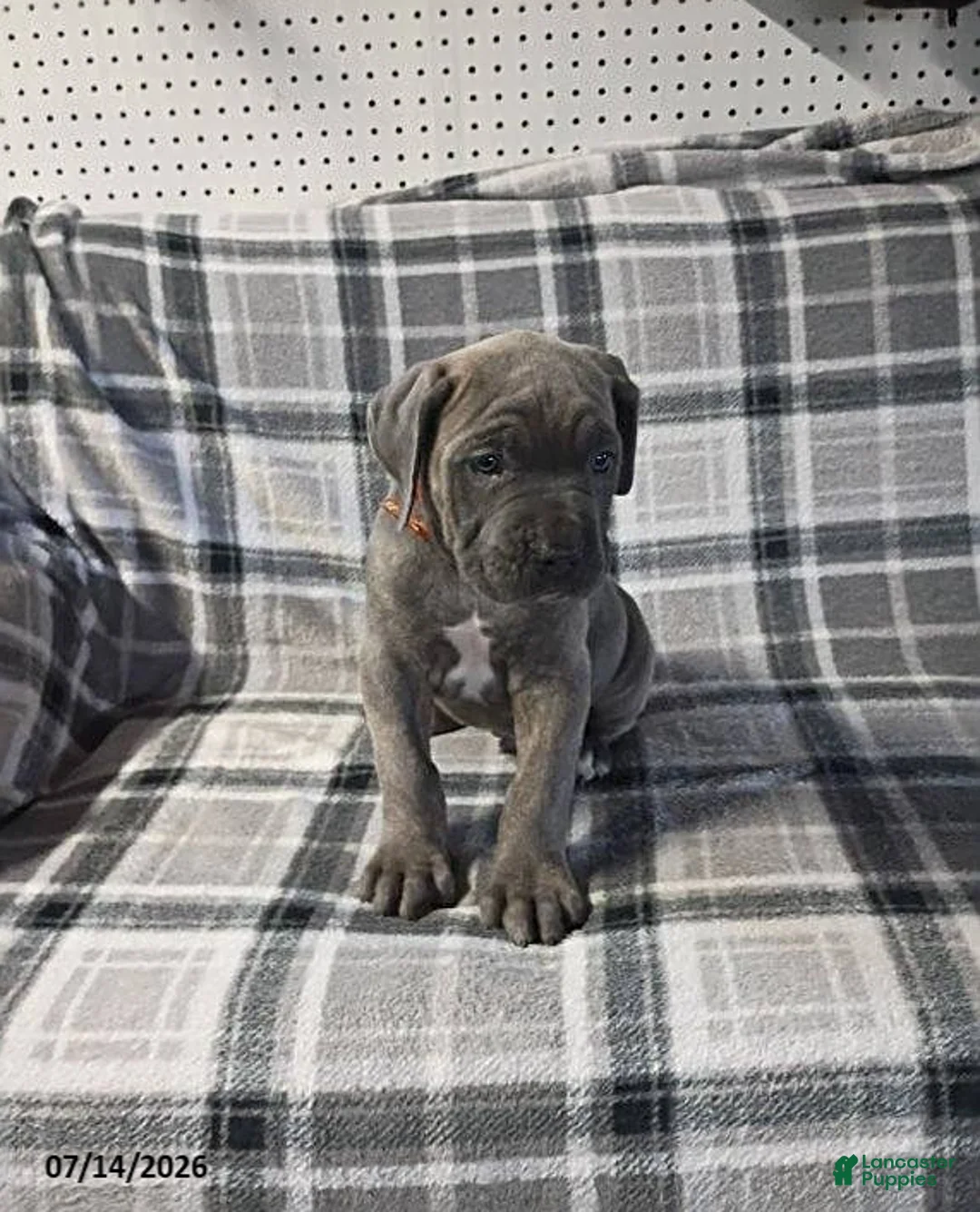 Cane Corso dogs for sale: Duke - Ad 10