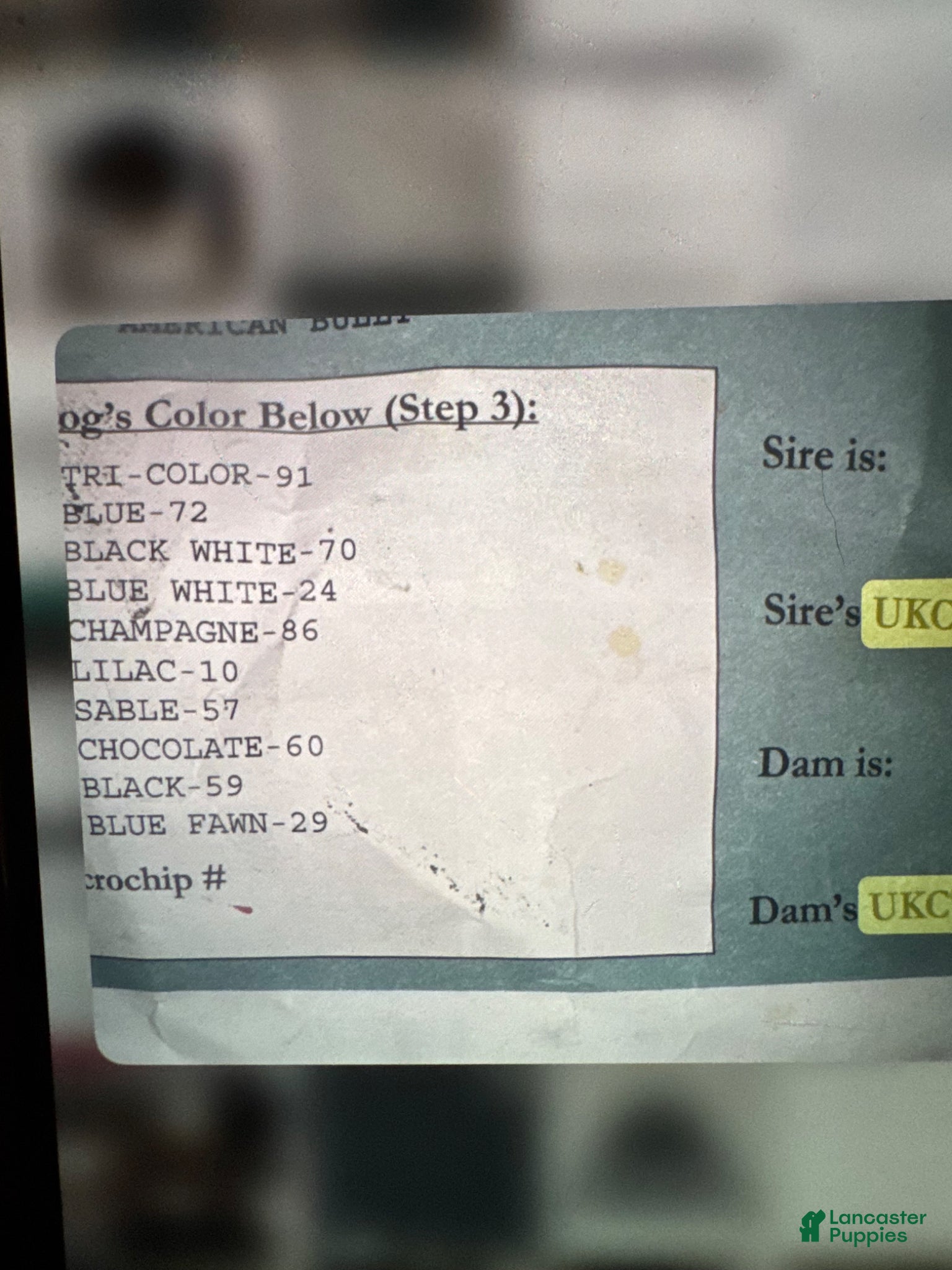 American Bully dogs Huncho The Black Merle - Ad 10