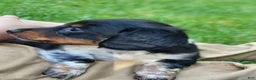 Miniature Dachshund dogs for sale: James - Ad 4