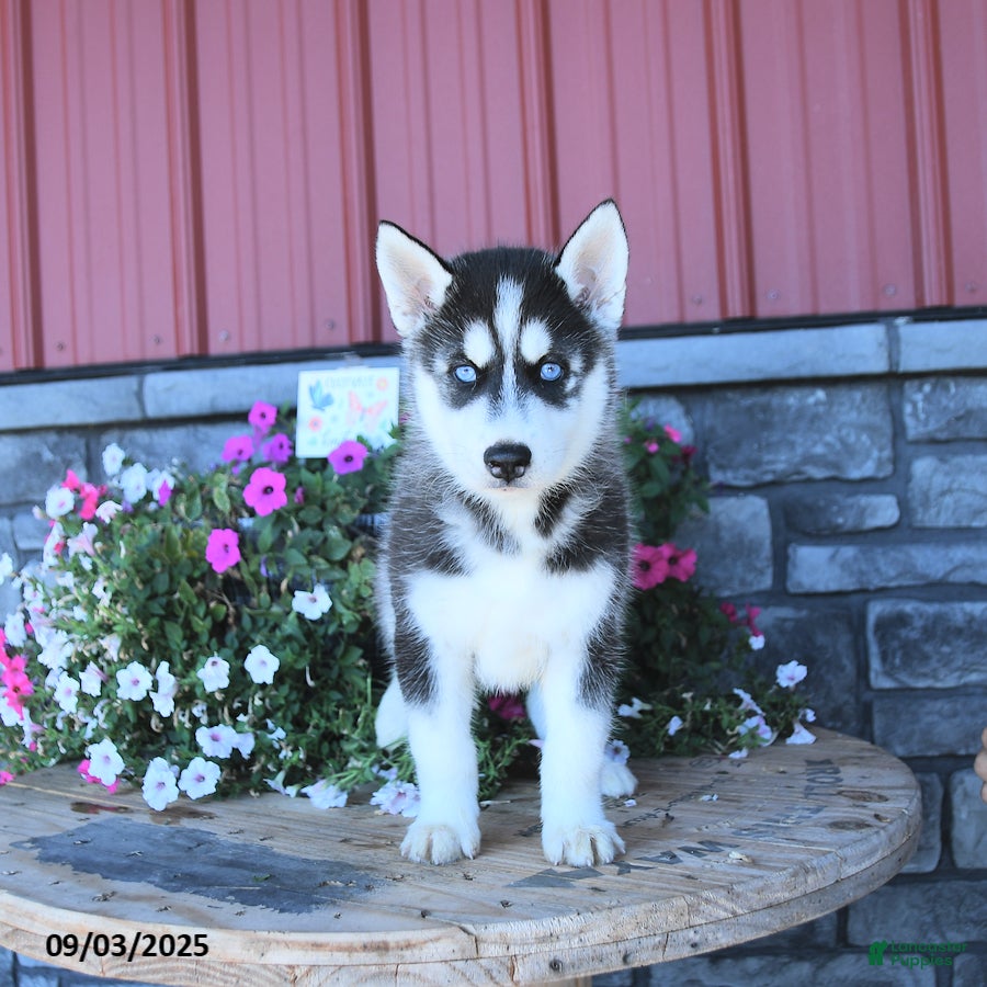 Blue Eyes Siberian Husky Puppies For Adoption Near Me Blue Eyes
