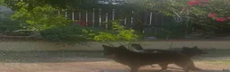 German Shepherd dogs for sale: German Shepherd 1 - Ad 4