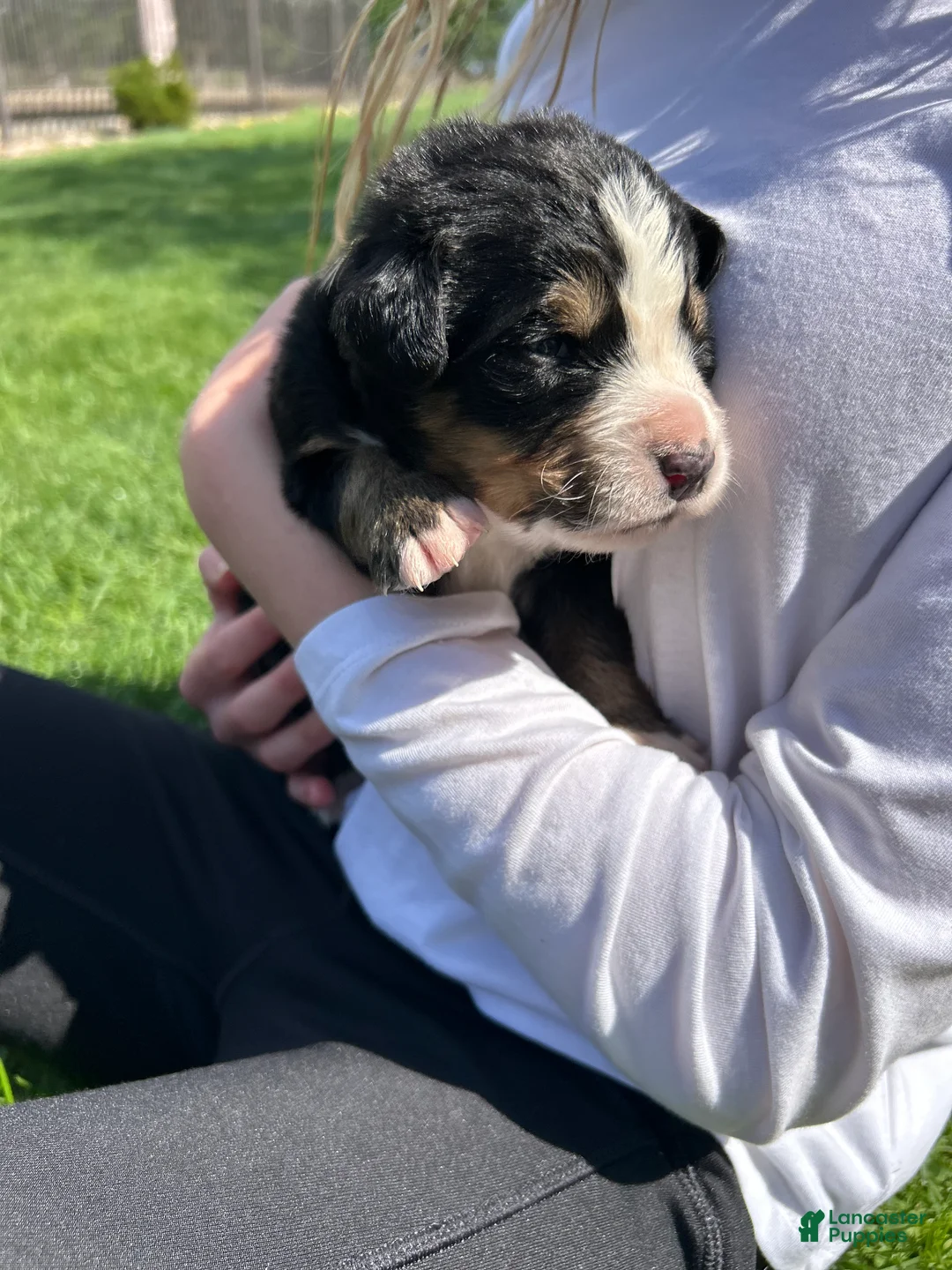Bernese Mountain Dog dogs for sale: Bernese Mountain Dog Puppy 7 - Ad 2