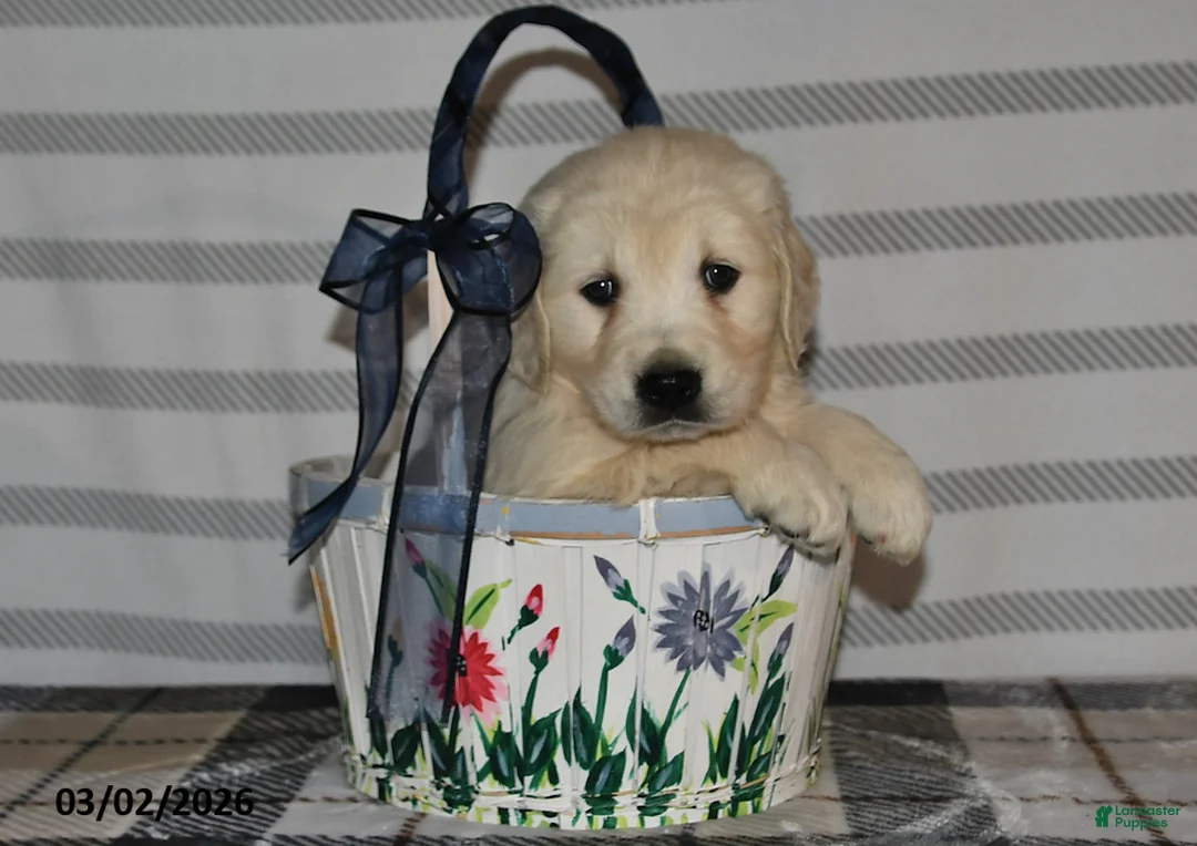 Golden Retriever dogs for sale: Alex - Ad 1