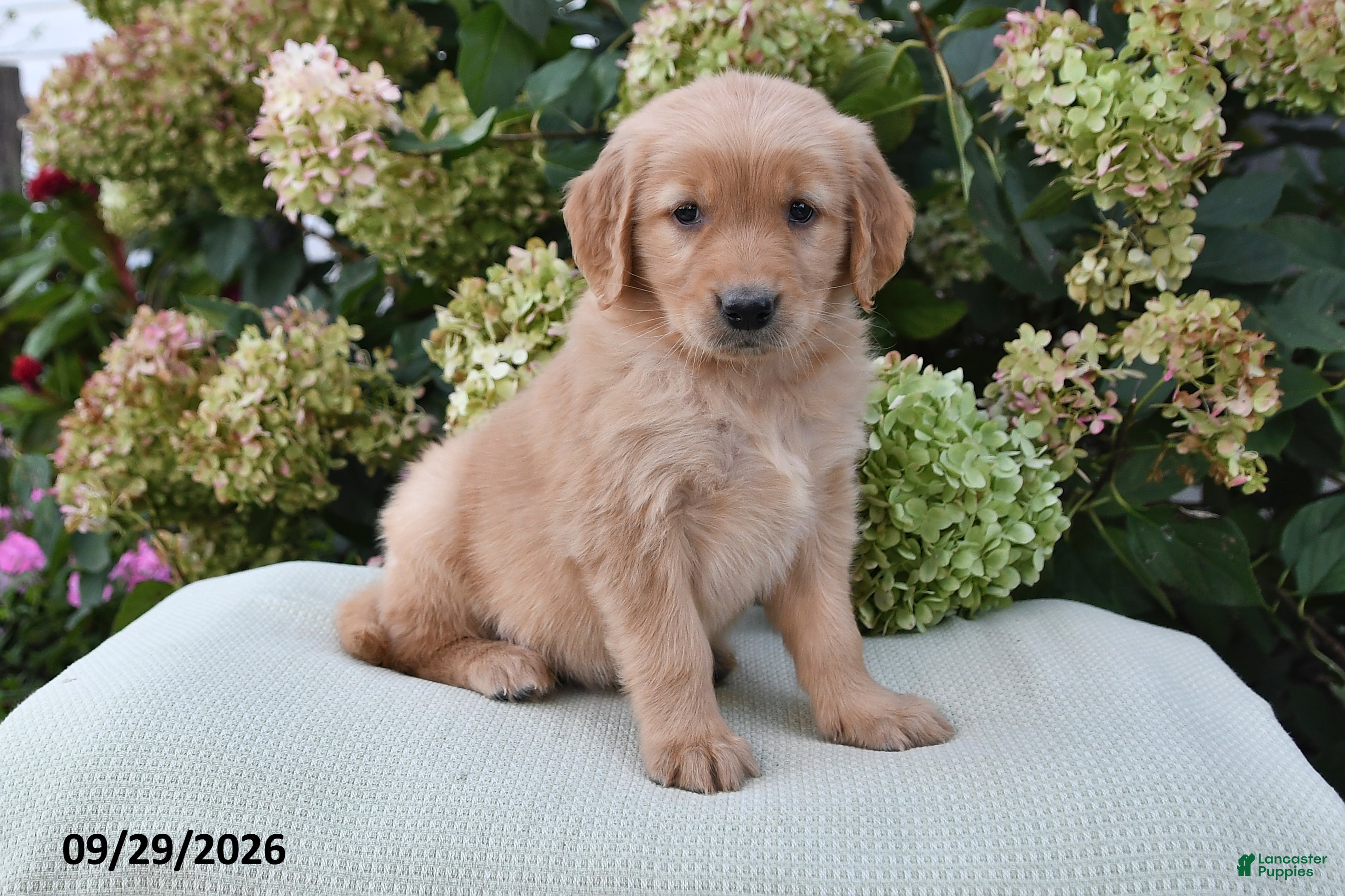Golden Retriever dogs Ava - Ad 1