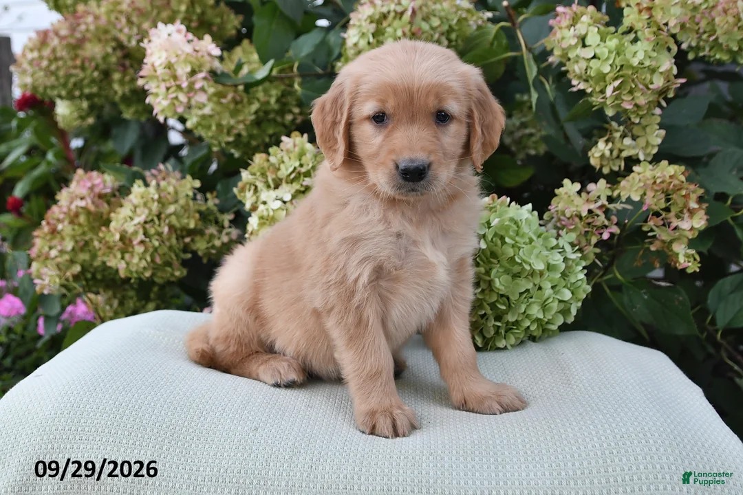 Golden Retriever dogs for sale: Ava - Ad 1