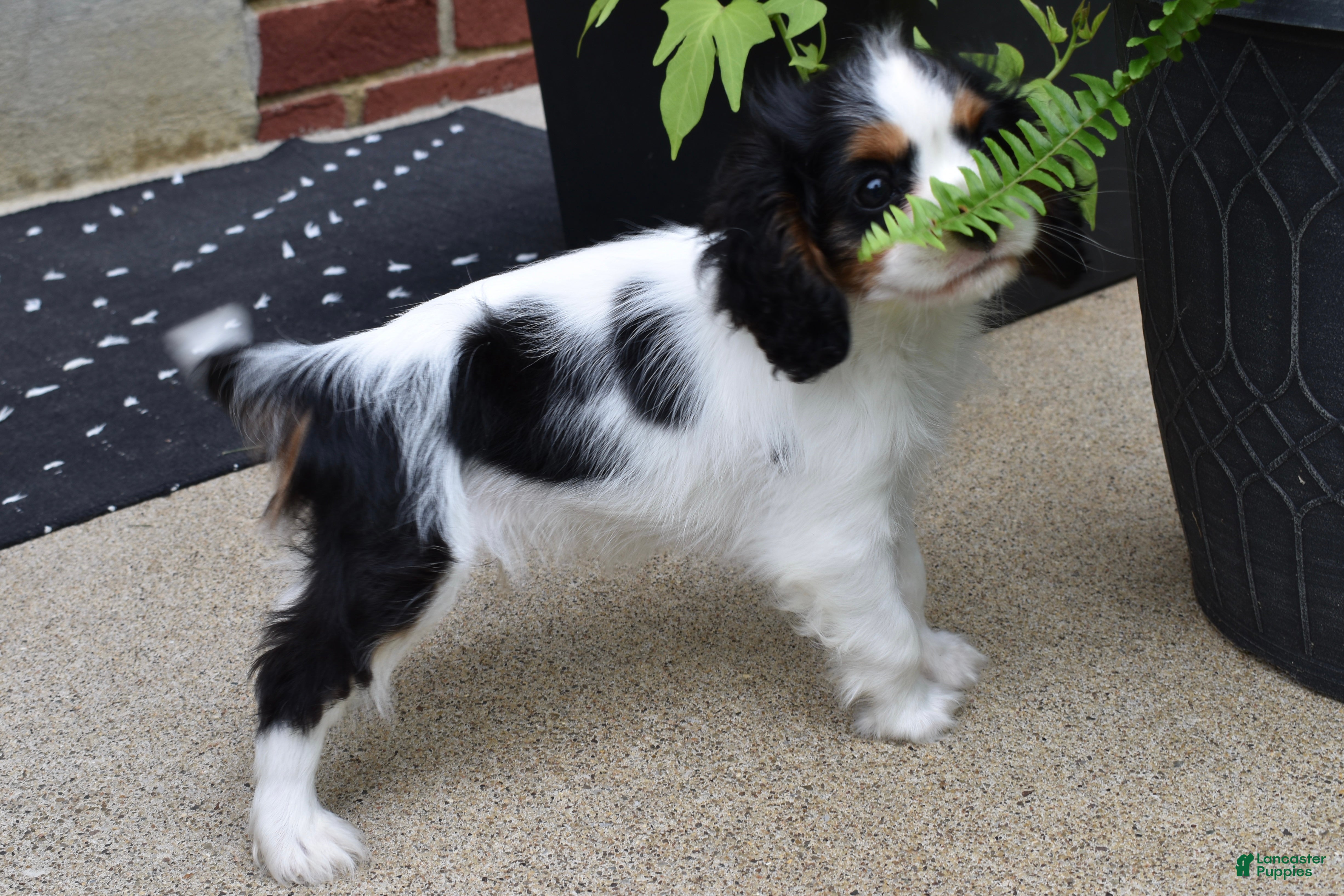 Cavalier King Charles Spaniel dogs Wilder - Ad 2