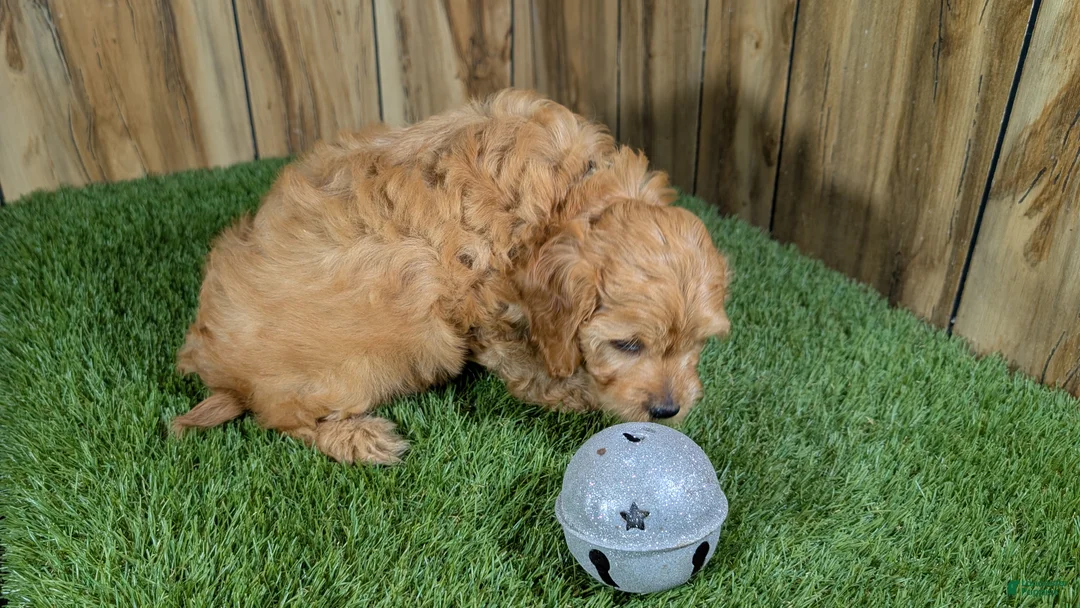 Cavapoo dogs for sale: Kellee Boy 3 - Ad 4