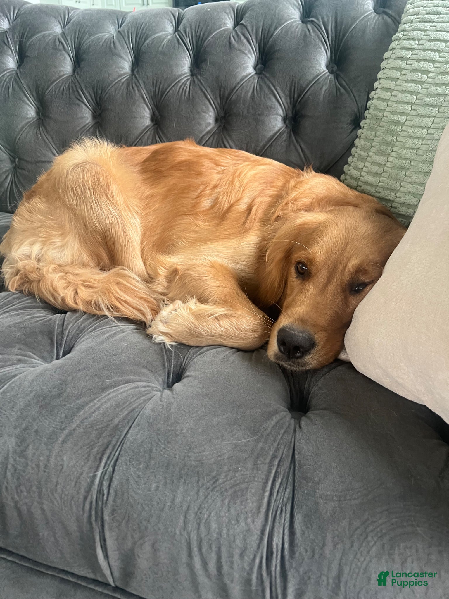 Goldendoodle dogs Amaretto  - Ad 2