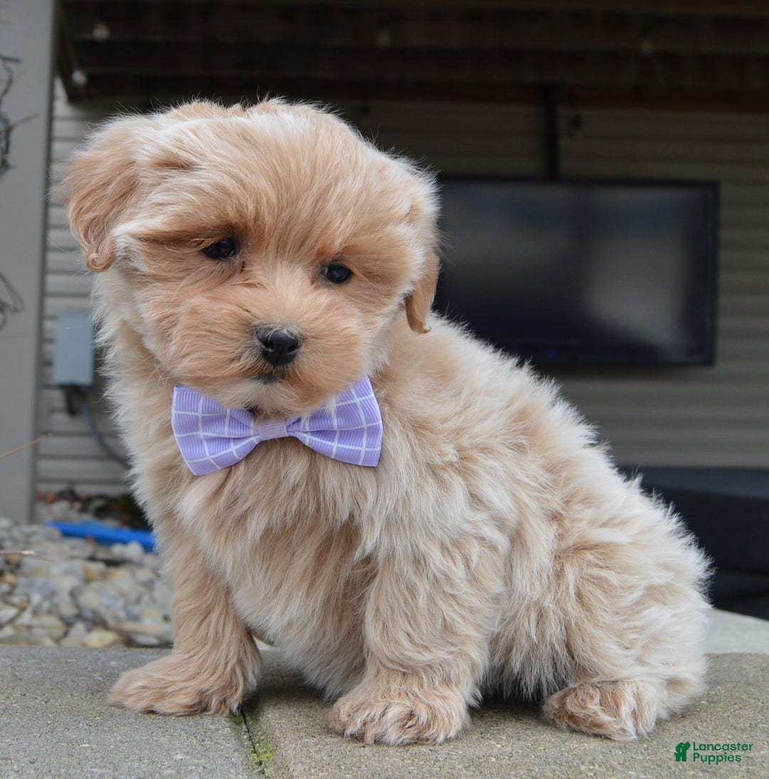 Maltipoo dogs for sale: Mabel - Ad 2