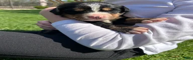 Bernese Mountain Dog Puppy 8
