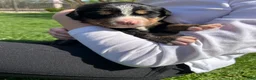Bernese Mountain Dog dogs for sale: Bernese Mountain Dog Puppy 8 - Ad 1