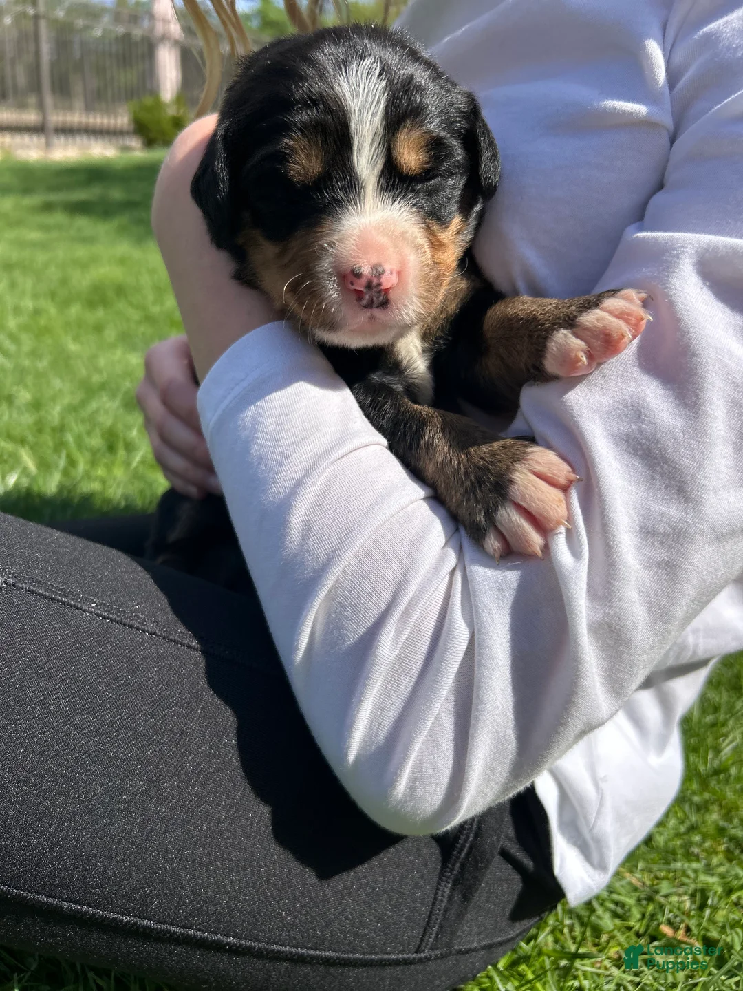 Bernese Mountain Dog dogs for sale: Bernese Mountain Dog Puppy 8 - Ad 1