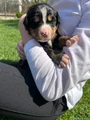 Bernese Mountain Dog Puppy 8