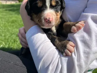 Bernese Mountain Dog dogs Bernese Mountain Dog Puppy 8 - Ad 24