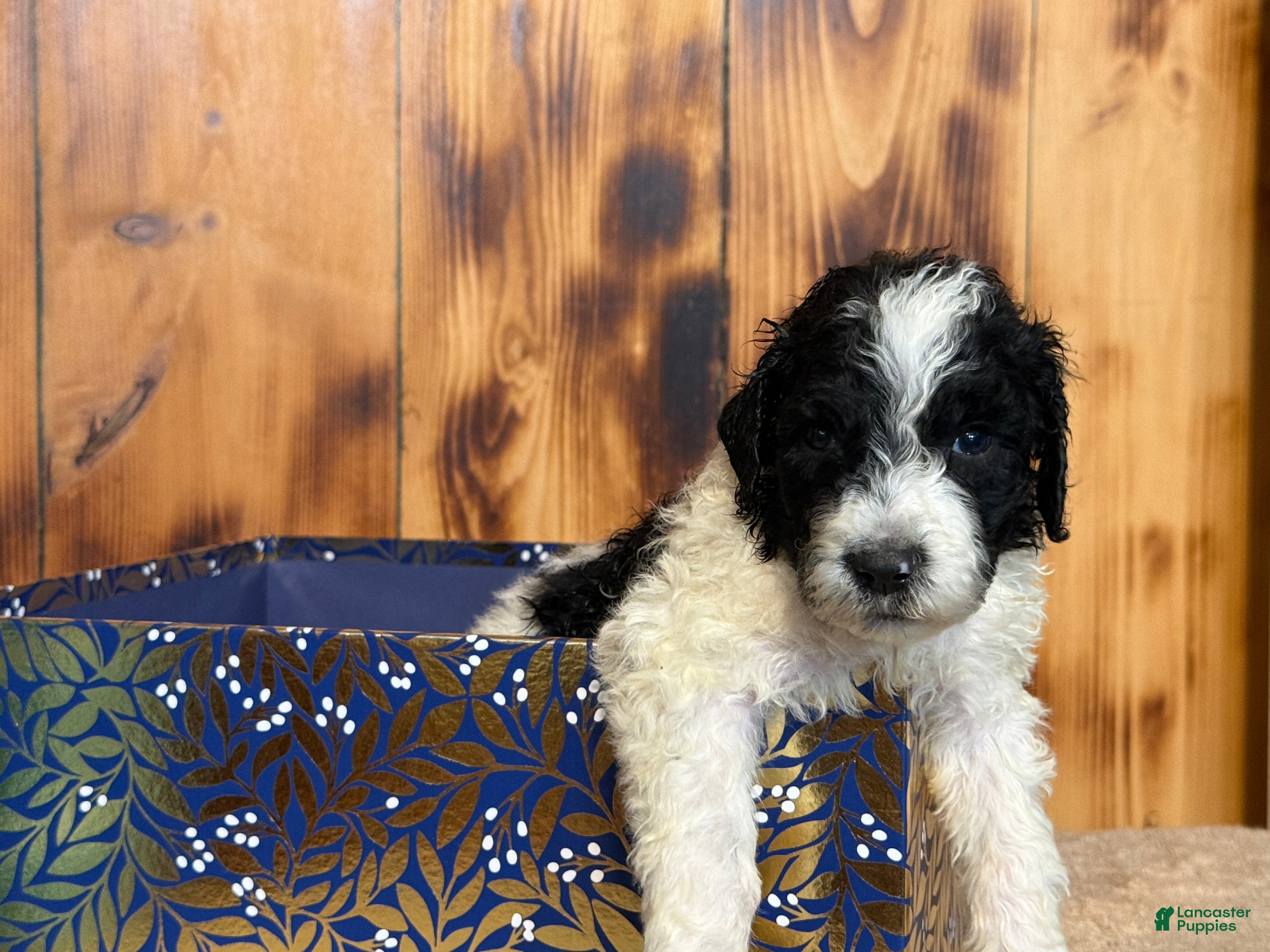 Sheepadoodle dogs for sale: Harlan - Ad 4
