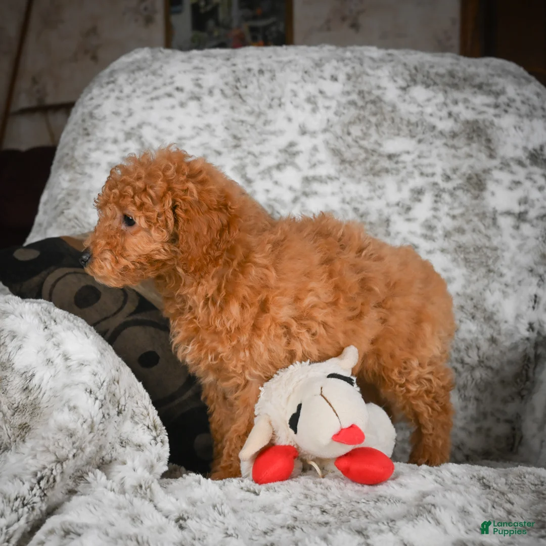Cavapoo dogs for sale: Candy - Ad 8