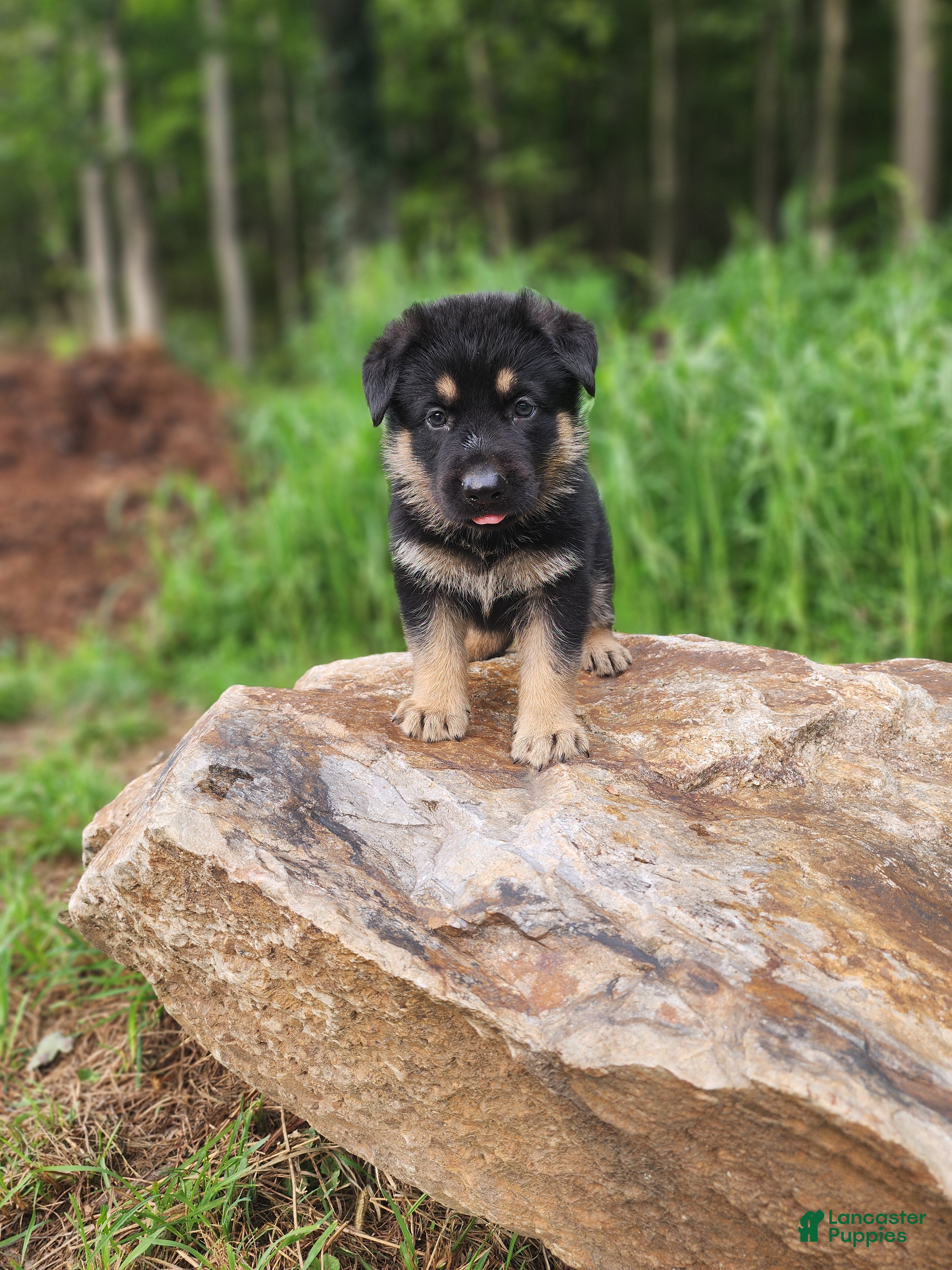 German Shepherd dogs  Thor - Ad 2