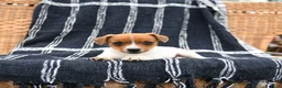 Jack Russell Terrier dogs for sale: Jenny - Ad 3