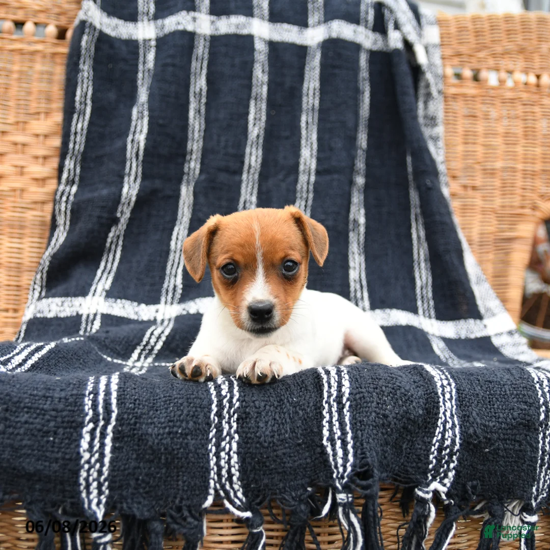 Jack Russell Terrier dogs for sale: Jenny - Ad 3