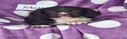 English Springer Spaniel dogs for sale: Molly - Ad 8