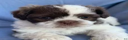 Shih Tzu dogs for sale: Mocha - Ad 8