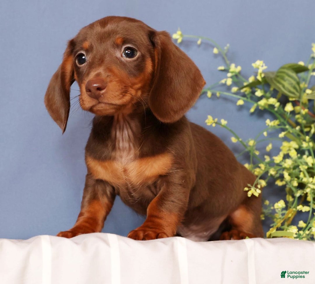Miniature Dachshund dogs for sale: Cooper - Ad 1