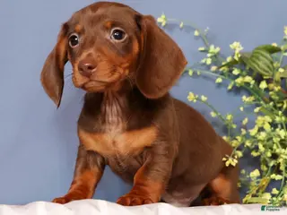 Miniature Dachshund dogs Cooper - Ad 38