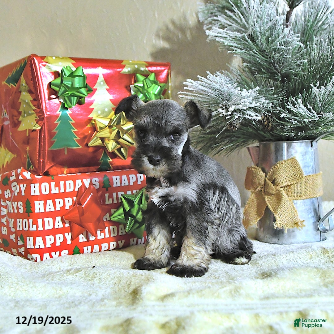 Miniature Schnauzer dogs for sale: Neal - Ad 3